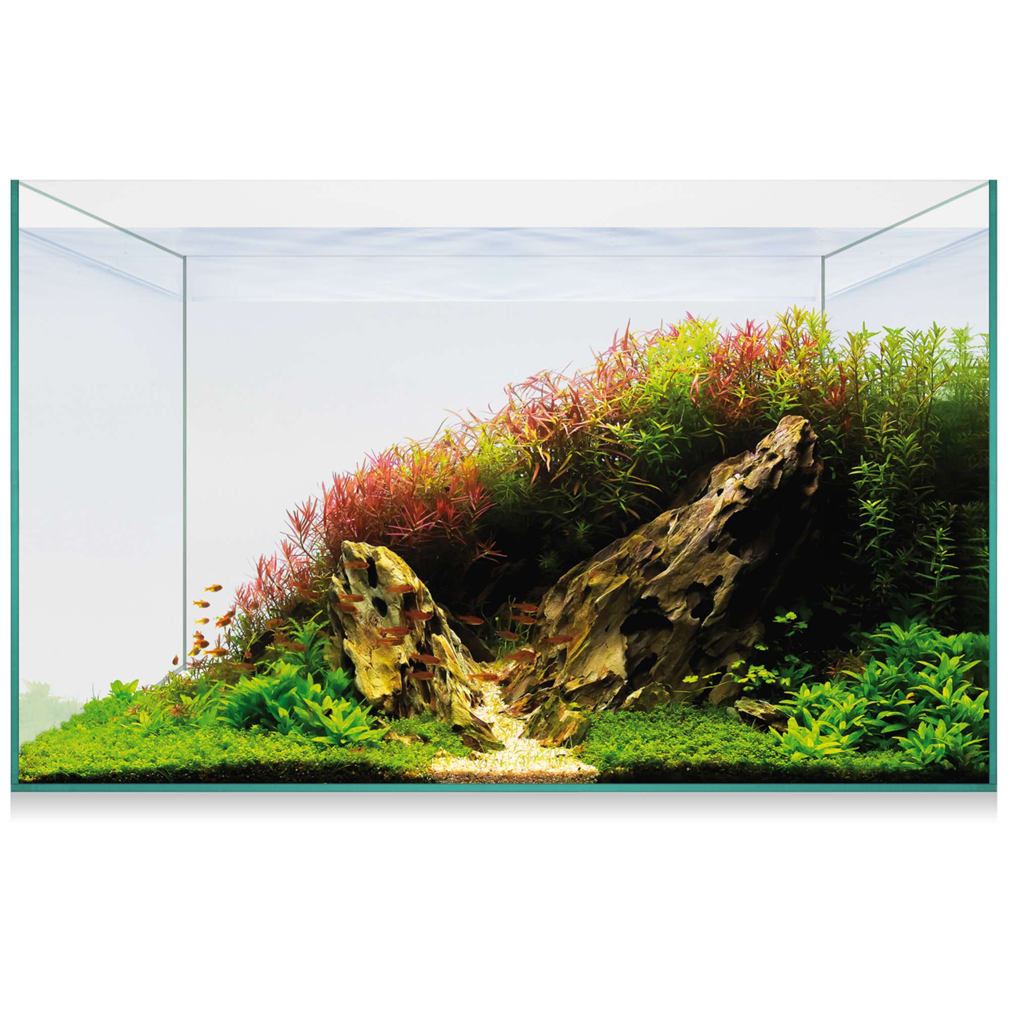 Kit de acuarios plantados con capacidad de hasta 100 litros de color  transparente Aquascape