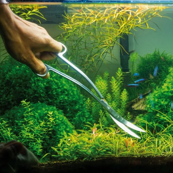 senzeal 2 x tazas de planta acuática de vidrio olla con 4 x ventosas para  tanque de peces acuario Aquascape